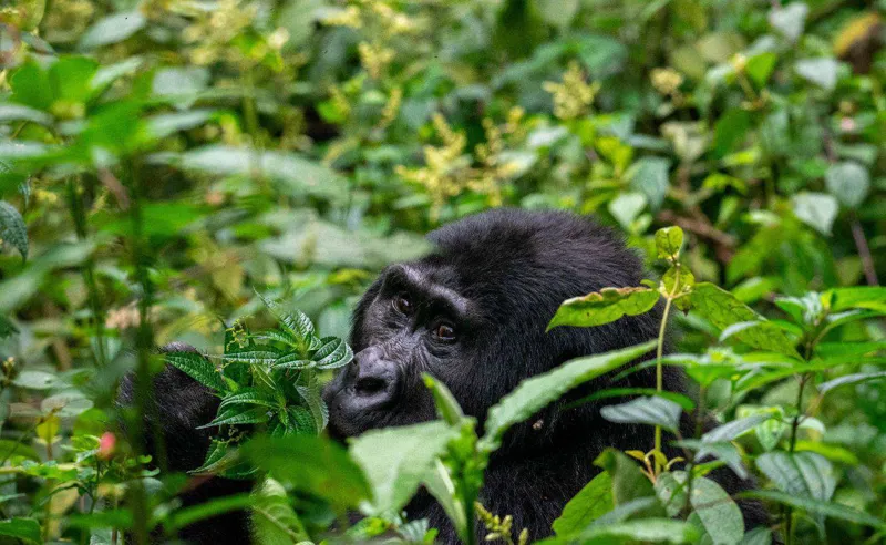 Uganda: la Perla de África