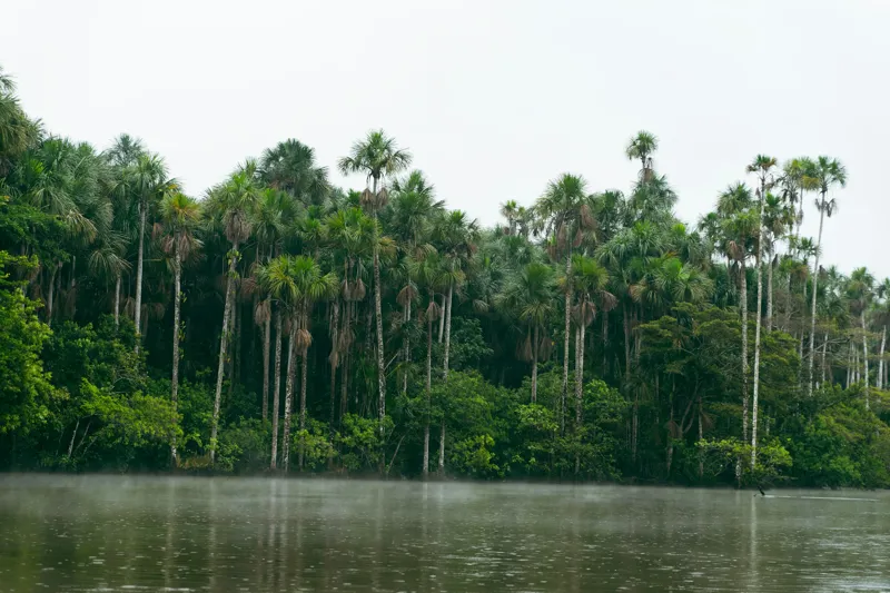 Amazonía peruana (Iquitos)