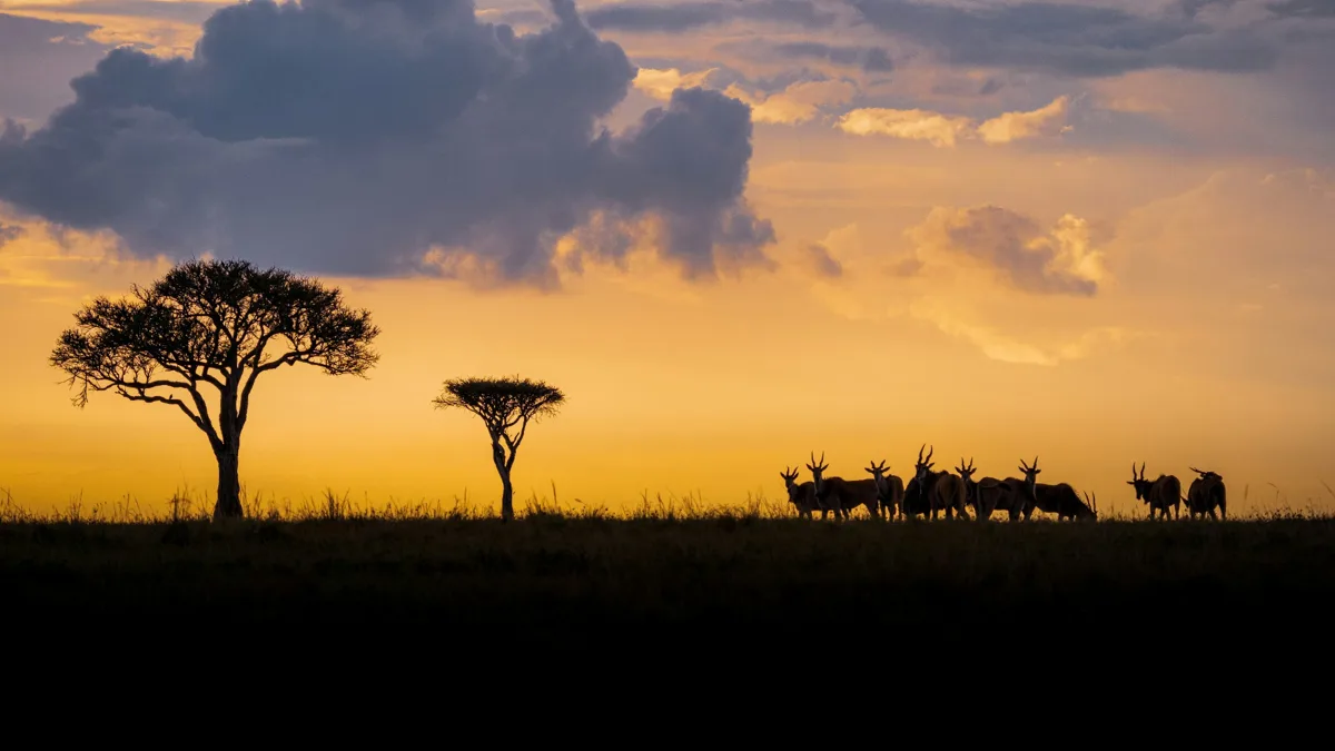 Maasai Mara