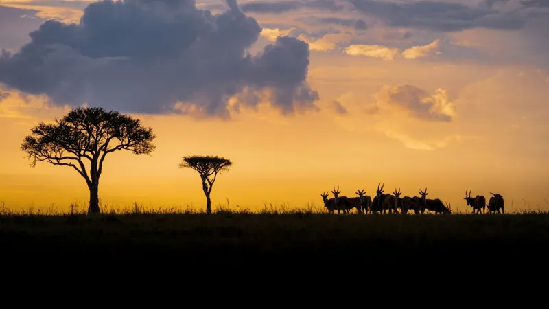 Maasai Mara