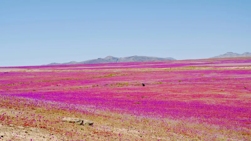 Desierto Florido