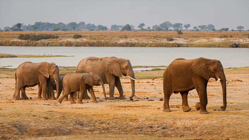 Delta del Okavango y Chobe