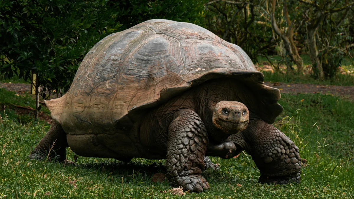 Galápagos