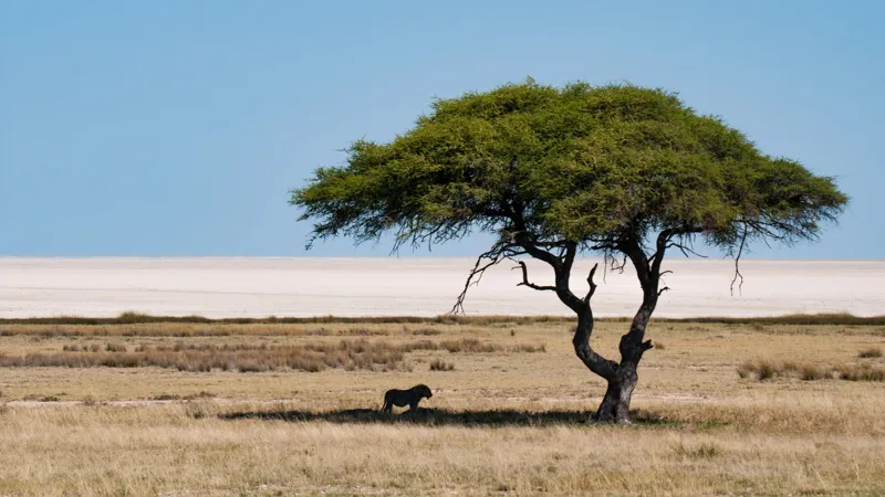 Etosha